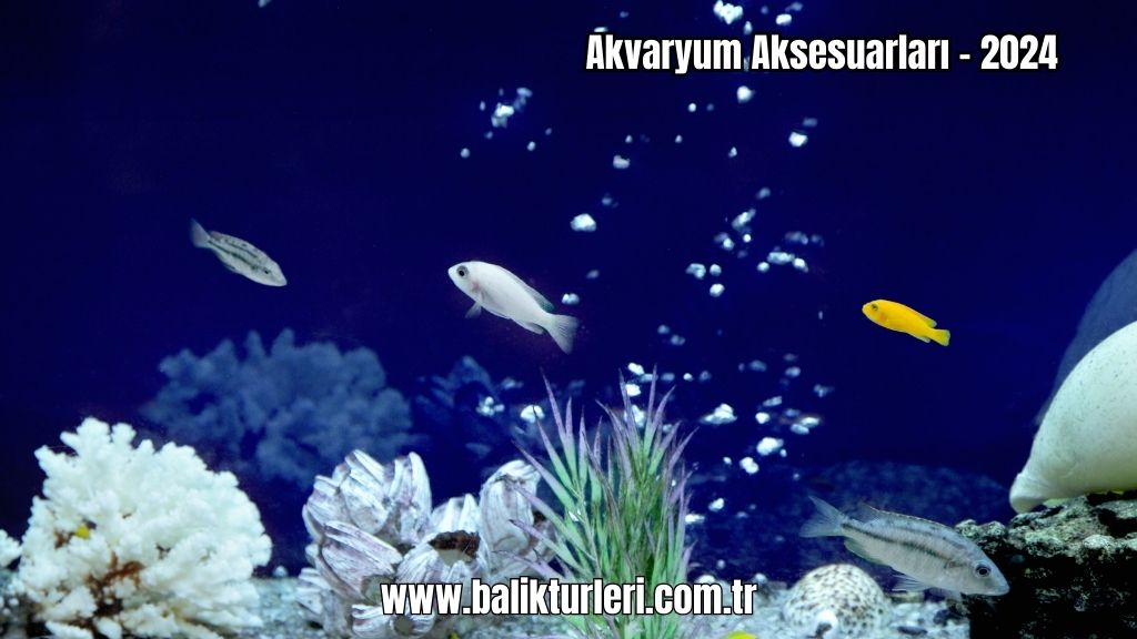 Akvaryum Aksesuarları