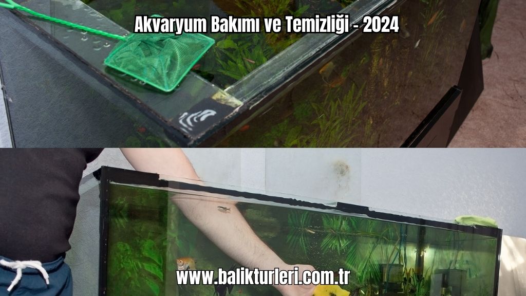 Akvaryum Bakımı ve Temizliği - 2024