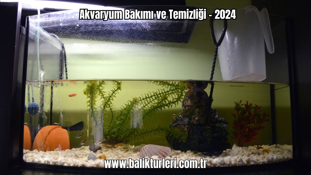 Akvaryum Bakımı ve Temizliği - 2024