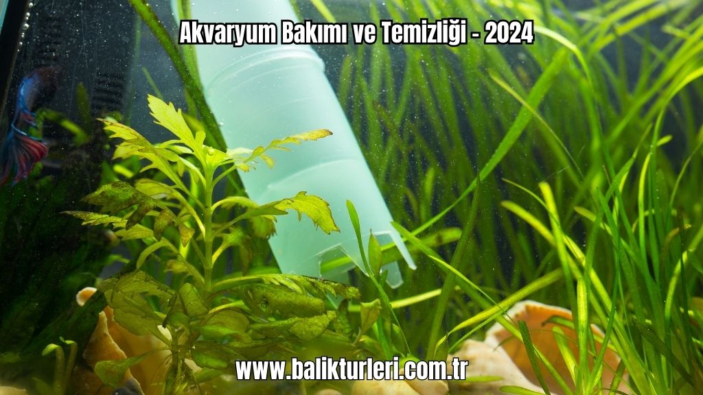 Akvaryum Bakımı ve Temizliği - 2024