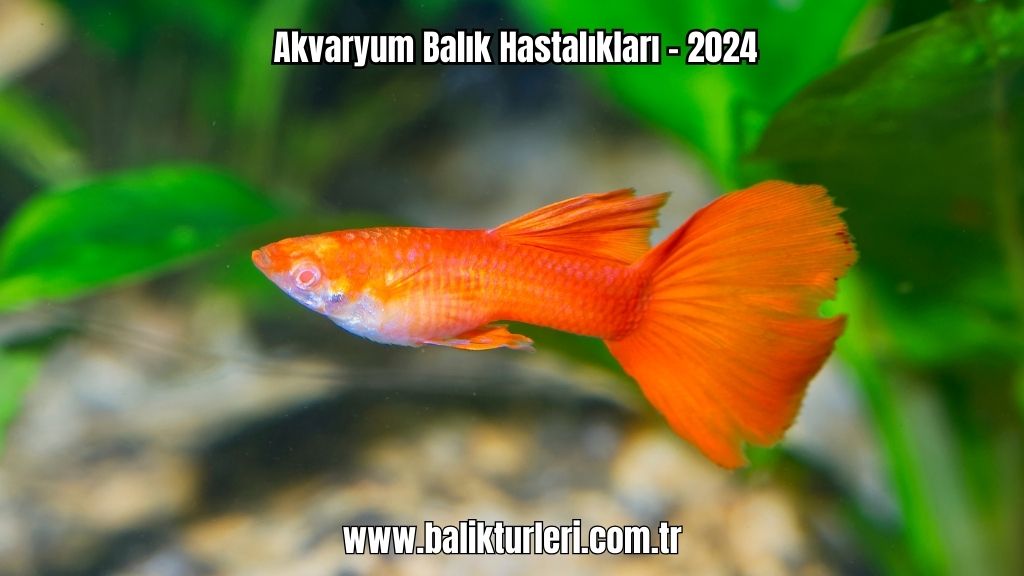 Akvaryum Balık Hastalıkları - 2024