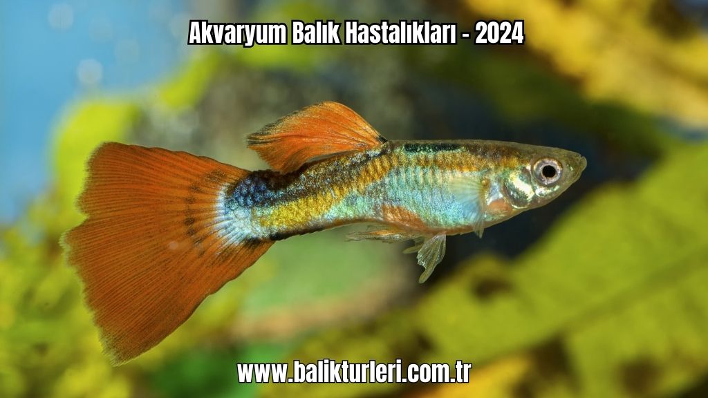 Akvaryum Balık Hastalıkları - 2024