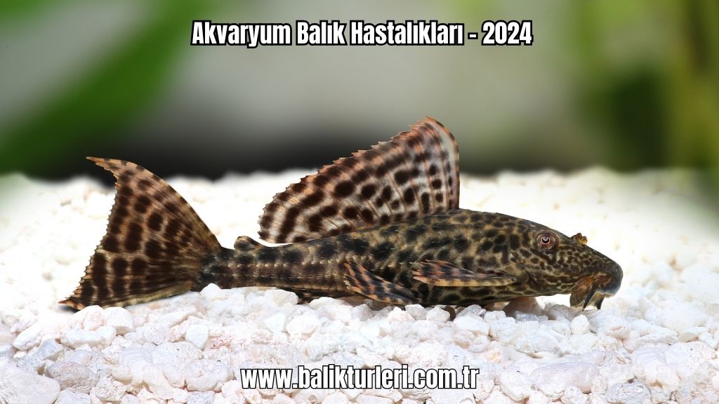 Akvaryum Balık Hastalıkları - 2024