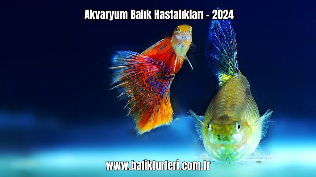Akvaryum Balık Hastalıkları - 2024