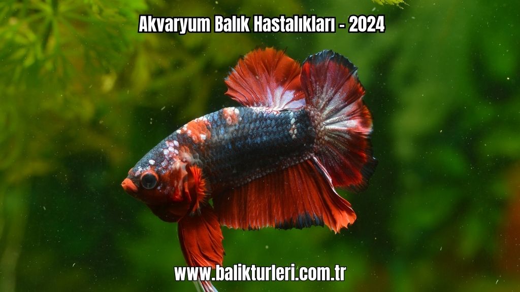 Akvaryum Balık Hastalıkları - 2024