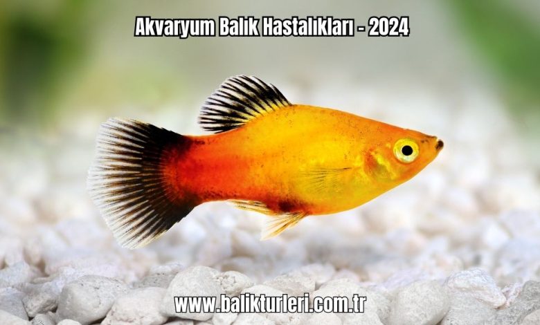 Akvaryum-Balik-Hastaliklari-2024