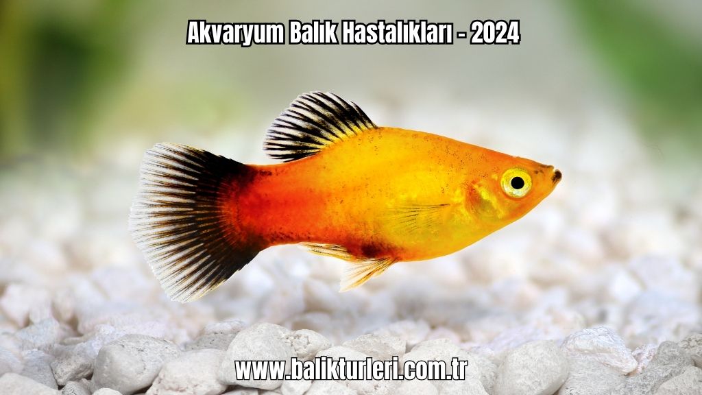 Akvaryum Balık Hastalıkları - 2024