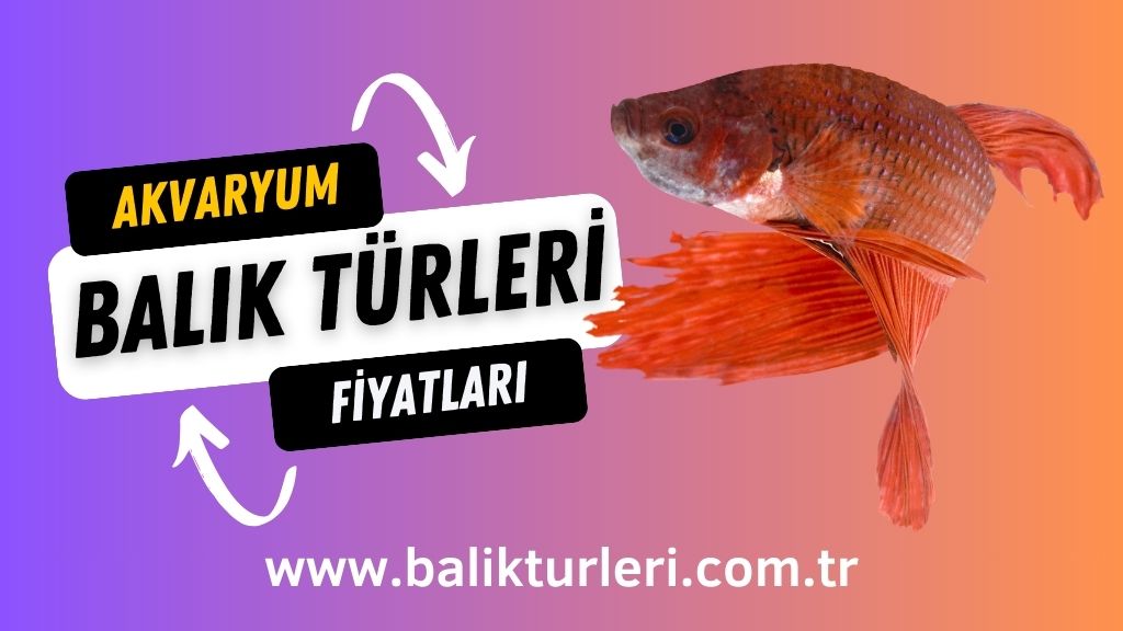 Akvaryum Balık Türleri ve Fiyatları 2024