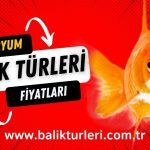 Akvaryum-Balik-Turleri-ve-Fiyatlari-2024