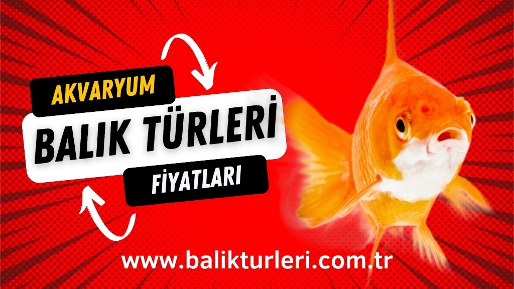 Akvaryum Balık Türleri ve Fiyatları 2024