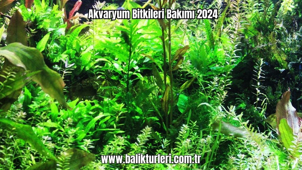 Akvaryum Bitkileri 