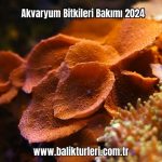 Akvaryum-Bitkileri-Bakimi-2024