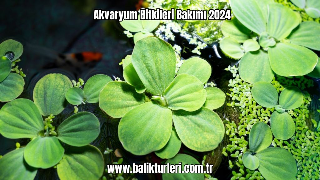 Akvaryum Bitkileri 