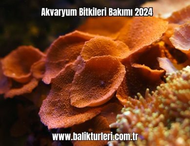 Akvaryum-Bitkileri-Bakimi-2024