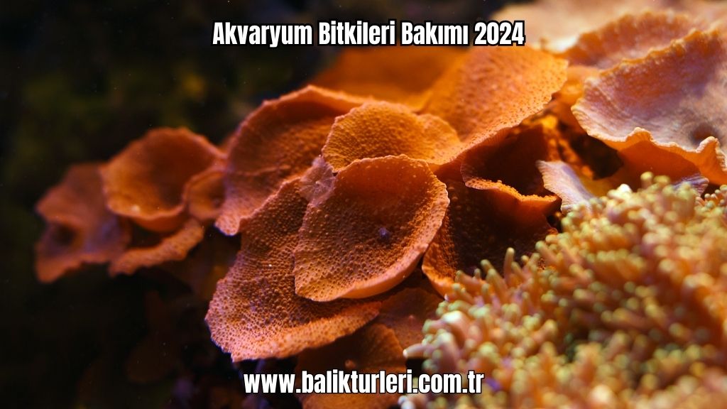Akvaryum Bitkileri 