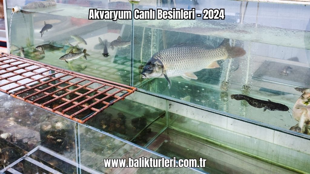 Akvaryum Canlı Besinleri - 2024