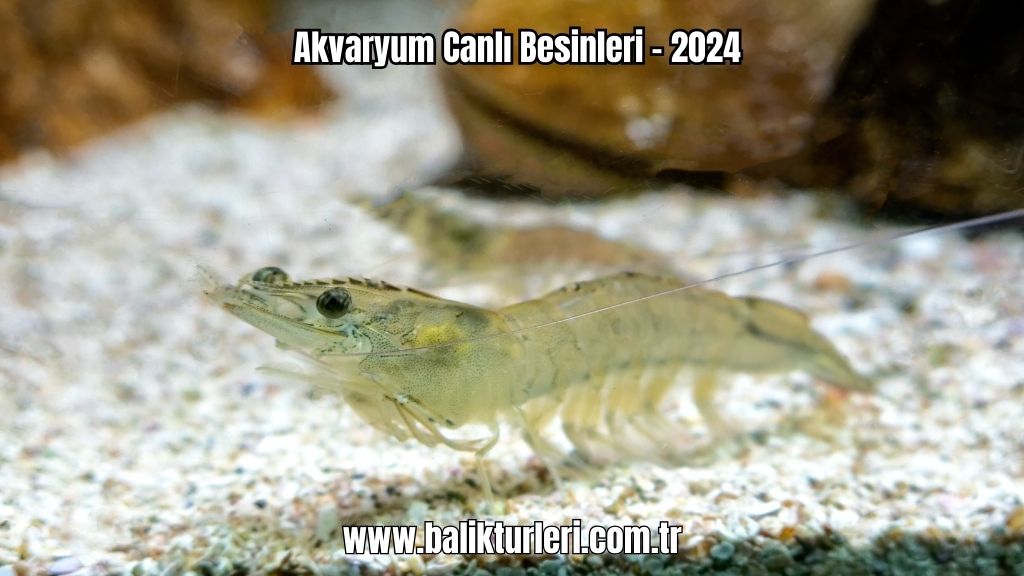 Akvaryum Canlı Besinleri - 2024