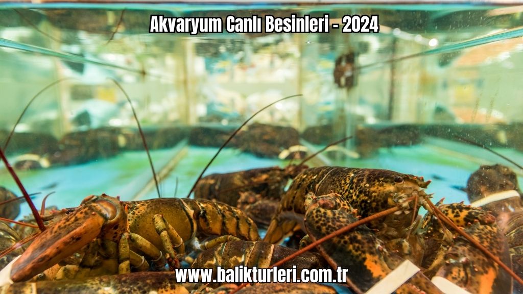Akvaryum Canlı Besinleri - 2024