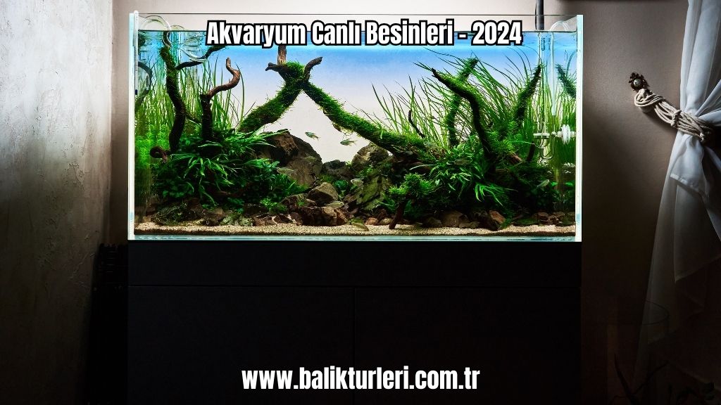 Akvaryum Canlı Besinleri - 2024