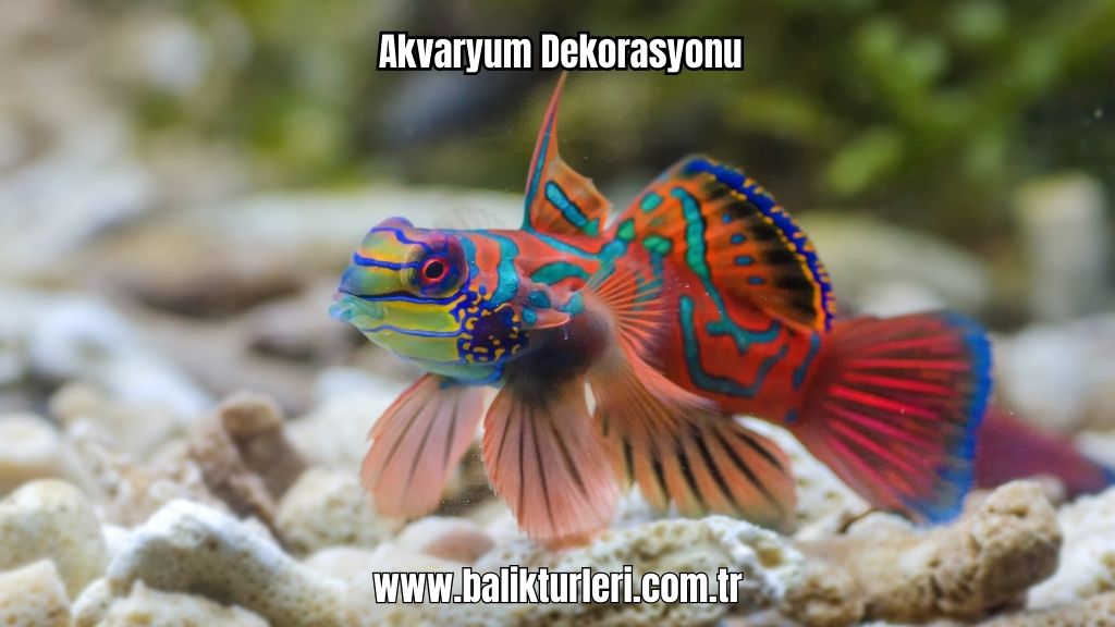 Akvaryum Canlıları - 2024