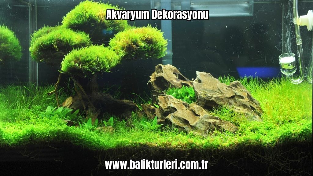 Akvaryum Dekorasyonu