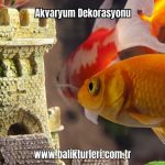 Akvaryum-Dekorasyonu