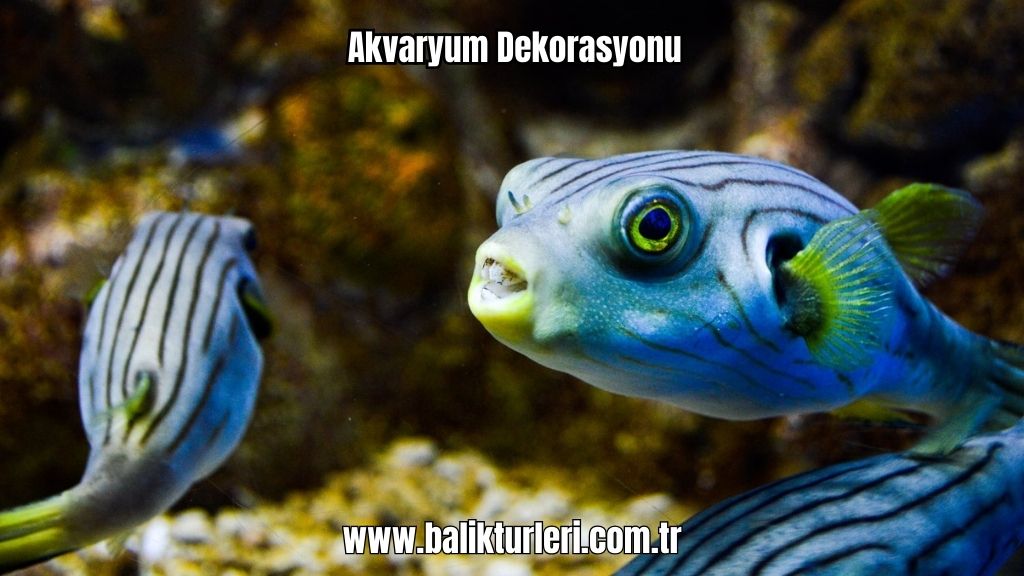 Akvaryum Canlıları - 2024