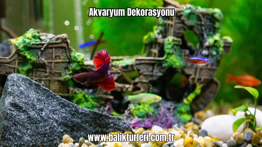 Akvaryum Dekorasyonu