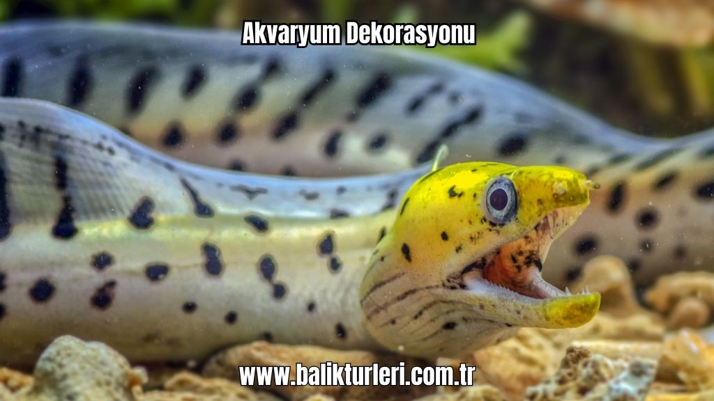 Akvaryum Canlıları - 2024