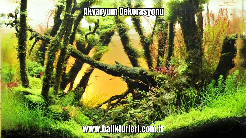 Akvaryum Dekorasyonu