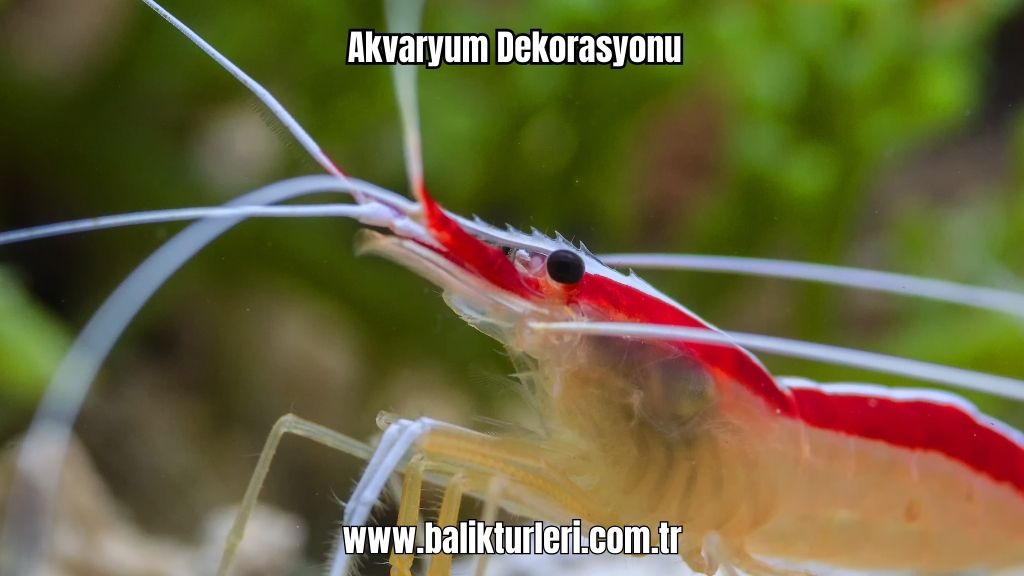 Akvaryum Canlıları - 2024