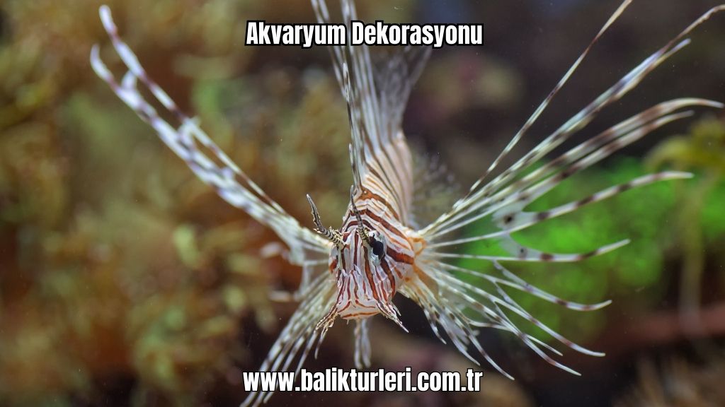 Akvaryum Canlıları - 2024