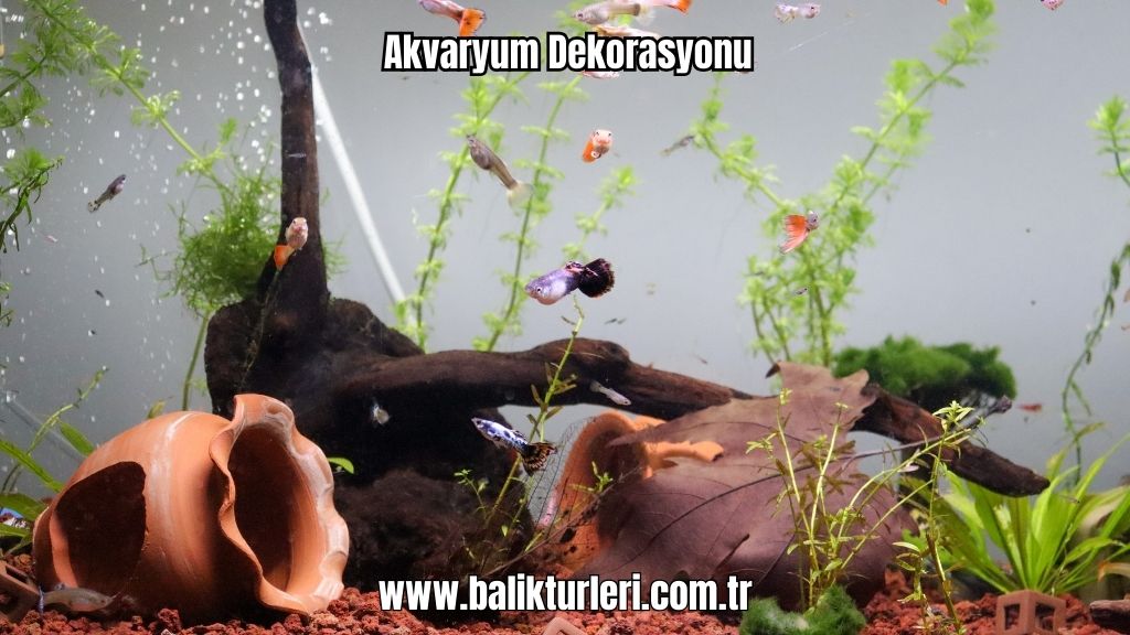Akvaryum Dekorasyonu