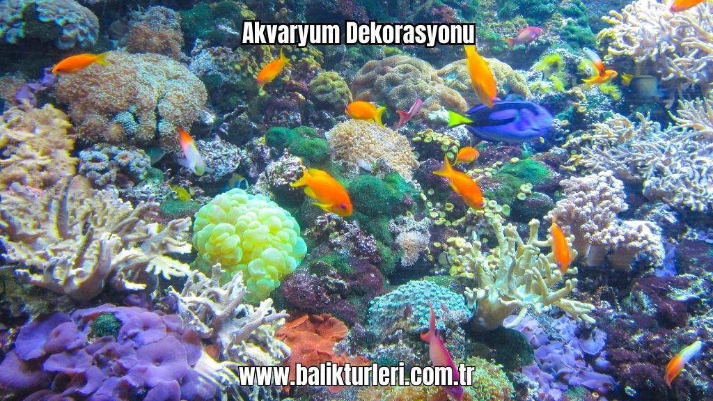 Akvaryum Canlıları - 2024