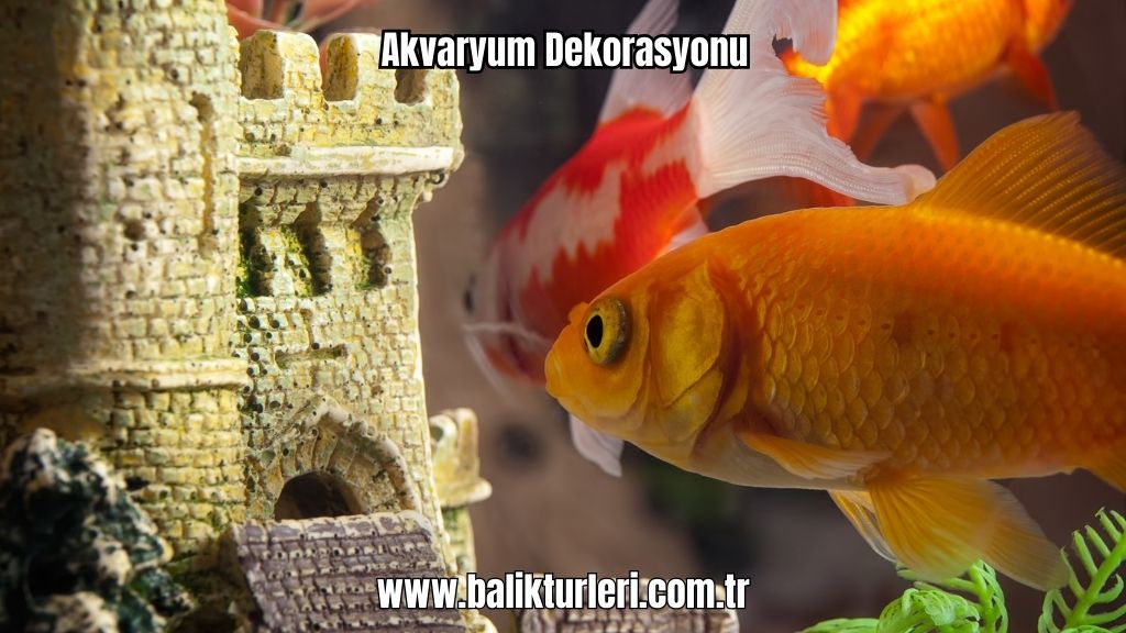 Akvaryum Dekorasyonu