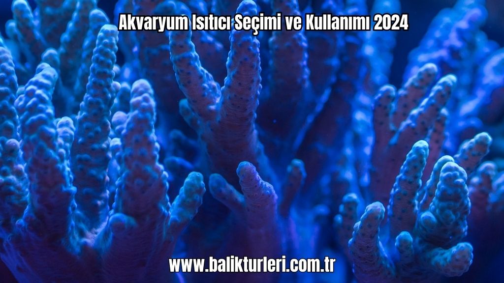 Akvaryum Isıtıcı Seçimi ve Kullanımı 2024
