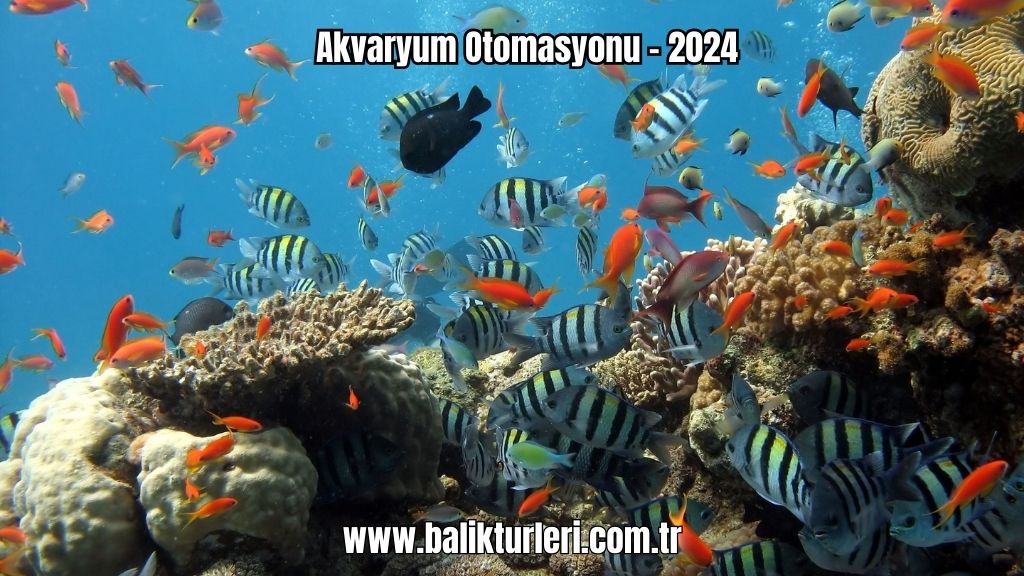 Akvaryum Otomasyonu - 2024