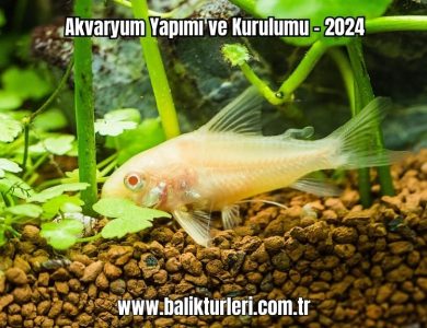 Akvaryum-Yapimi-ve-Kurulumu-2024