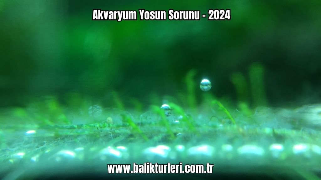 Akvaryum Yosun Sorunu - 2024