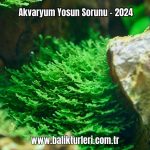 Akvaryum-Yosun-Sorunu-2024