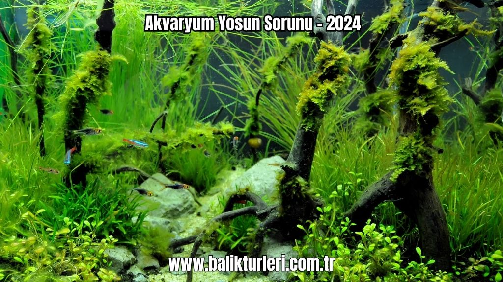 Akvaryum Yosun Sorunu - 2024