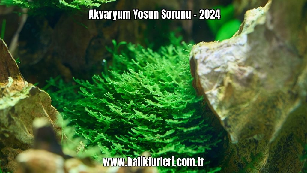 Akvaryum Yosun Sorunu - 2024