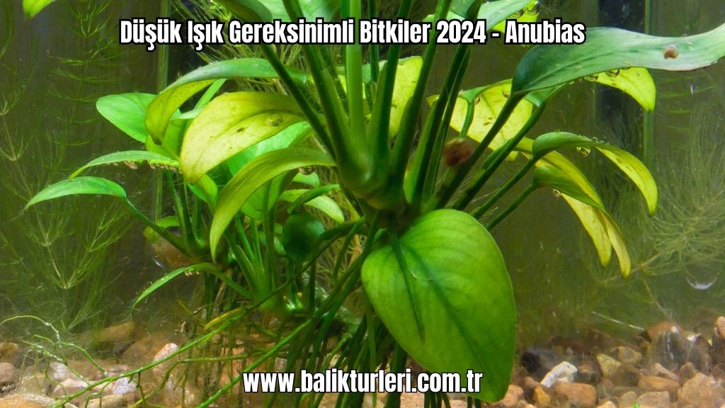 Anubias bitkisi