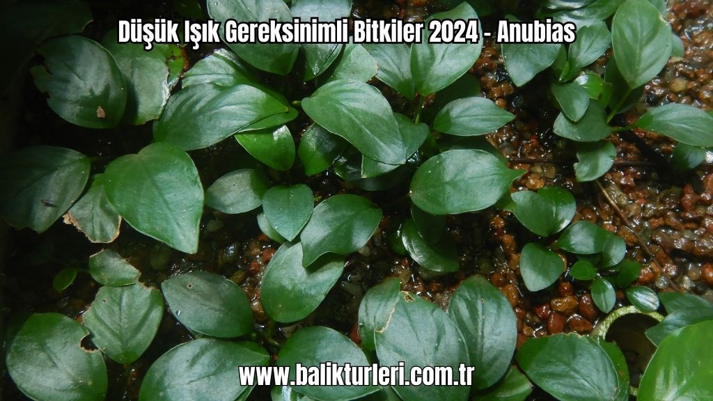 Anubias bitkisi