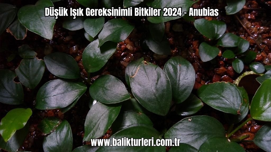 Anubias bitkisi