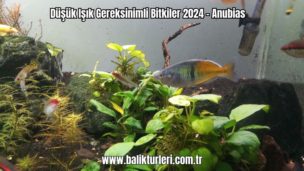 Anubias bitkisi