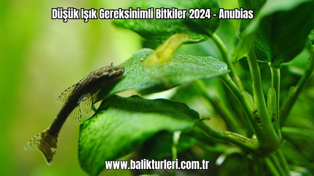 Anubias bitkisi