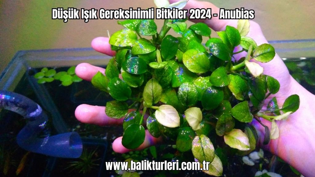 Anubias Düşük Işık Gereksinimli Bitkiler 2024 - Anubias