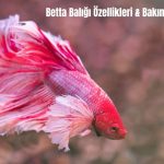 Betta-Baligi-Ozellikleri-Bakimi-Fiyati-2024