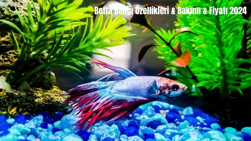 Betta Balığı Özellikleri & Bakımı & Fiyatı 2024